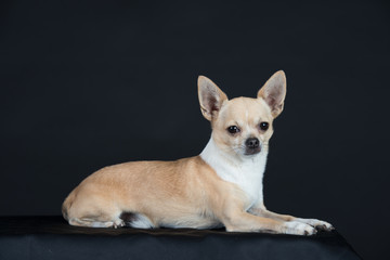 Hund Studio Süß Freisteller Chihuaua