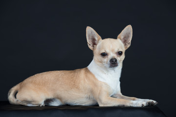 Hund Studio Süß Freisteller Chihuaua