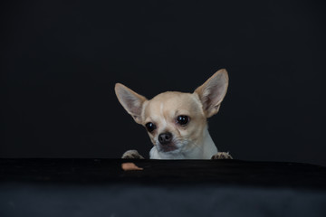 Hund Studio Süß Freisteller Chihuaua