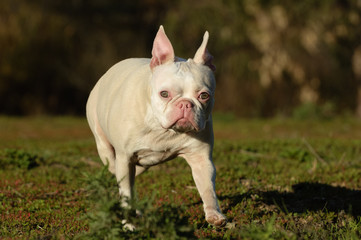 White albino French Bulldog outdoor portrait walking through field