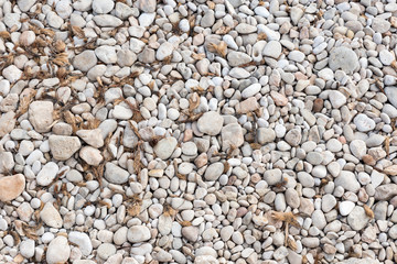 shore with stones