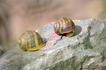 couple of snails climbing a rock
