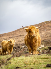 Furry highland cow in Isle of Skye, Scotland