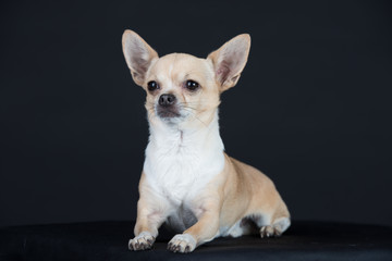 Hund Studio Süß Freisteller Chihuaua