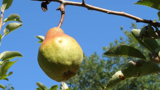 Biological agriculture, pear on branch. Growing pear in orchard, zoom out