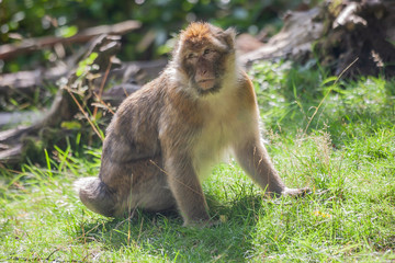 barbary macaque