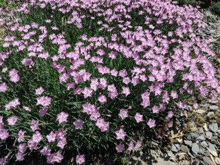 Fine purple bush flowers