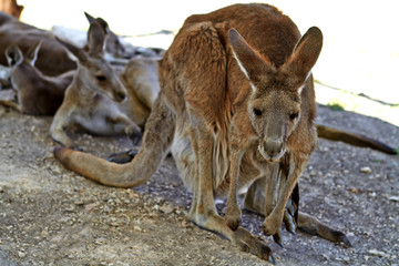 kangaroo with a family in the park