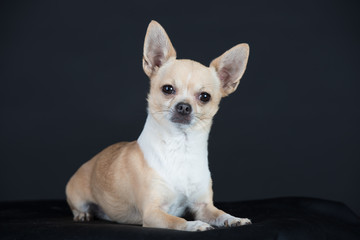 Hund Studio Süß Freisteller Chihuaua