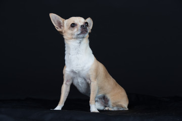 Hund Studio Süß Freisteller Chihuaua