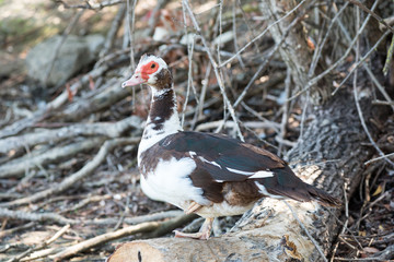 duck with red beak on the lake shore