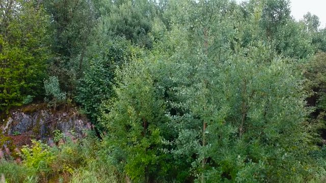 Green leaves and grass from drone