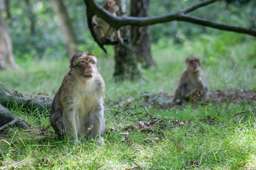Fototapeta premium barbary macaques