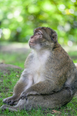 barbary macaques