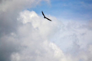 Fototapeta premium bird flying in cloudy sky