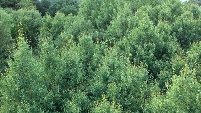Green leaves and grass from drone