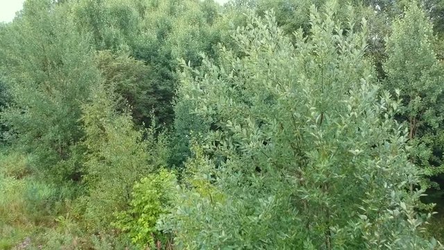 Green leaves and grass from drone