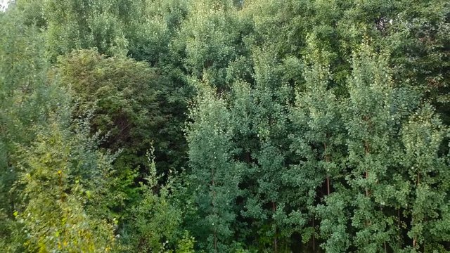 Green leaves and grass from drone