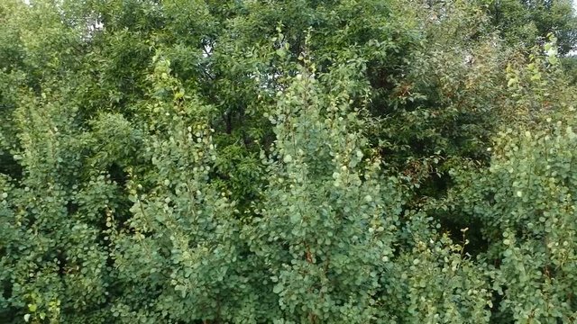 Green leaves and grass from drone