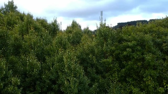 Green leaves and grass from drone