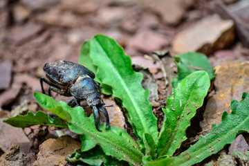 beetle hovering on green leaves