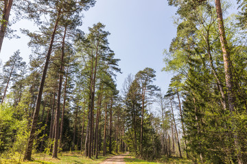Forest in the national reserve "Belovezhskaya Pushcha", Belarus