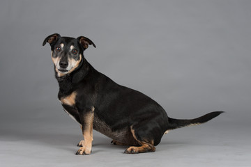 Hund Studio S&uuml;&szlig; Freisteller