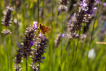Orange Moth on Lavender