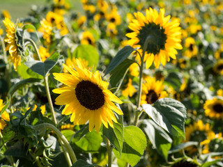 Sunflower summer No5 - Field of sunflowers. Two large sunflower blossoms in the foreground make a diagonal axis, remaining sunflowers are  out of focus - yellow green blur.