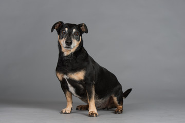 Hund Studio Süß Freisteller