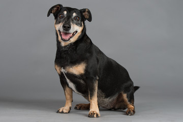 Hund Studio S&uuml;&szlig; Freisteller