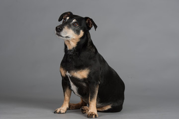 Hund Studio S&uuml;&szlig; Freisteller