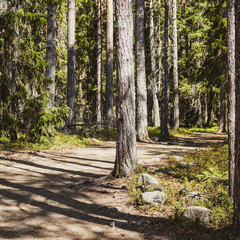 Hiking trail in sunny warm pine forests. Northern Sweden.