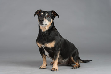 Hund Studio Süß Freisteller