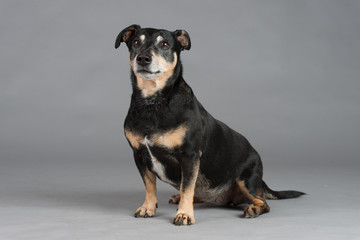 Hund Studio S&uuml;&szlig; Freisteller