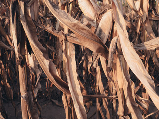 Close up of  dried corn crop