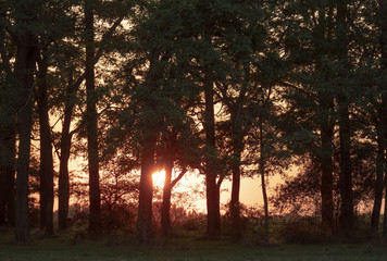 Sunset at forest