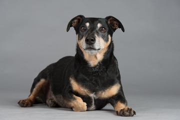 Hund Studio S&uuml;&szlig; Freisteller