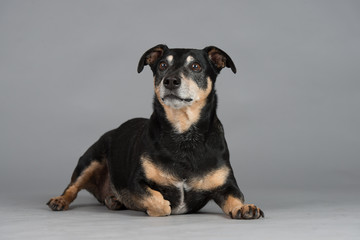 Hund Studio S&uuml;&szlig; Freisteller