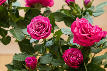 a bouquet of pink roses with water drops  on beige warm background