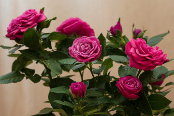 a bouquet of pink roses with water drops  on beige warm background