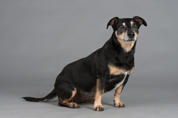 Hund Studio Süß Freisteller