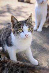Obraz premium 猫島の子猫たち