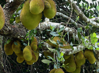 a group of jack fruit