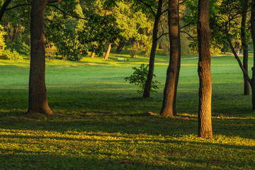 View of the lawn in the park. rays of bright sunlight illuminates tree trunks that cast shadows on the green grass