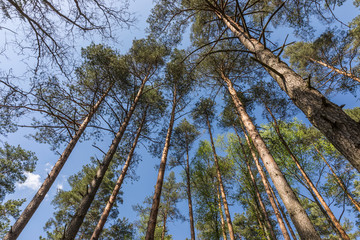 Forest in the national reserve 