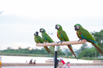 Fototapeta na wymiar Green parrot