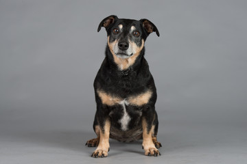 Hund Studio S&uuml;&szlig; Freisteller