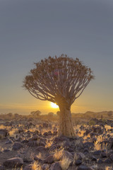 Sun starburst at sunrise behind a quiver tree