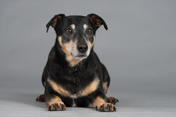 Hund Studio S&uuml;&szlig; Freisteller